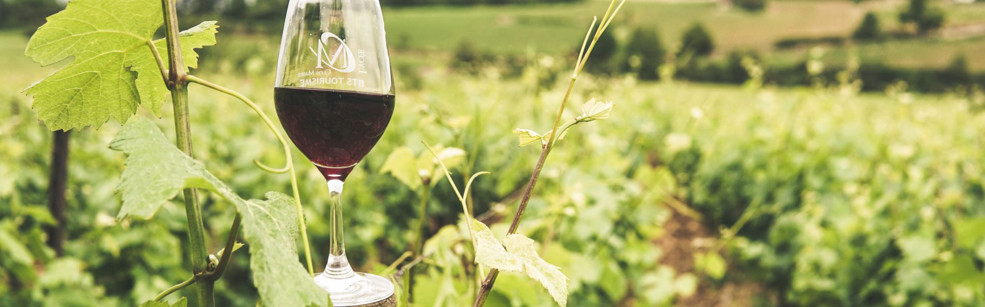 Wijncertificaat basis